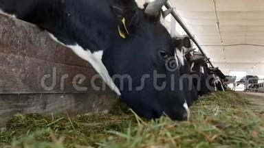 农场上的奶牛吃草，在摊位上吃青贮饲料，特写镜头，农场上的奶牛，农业，工业，母牛